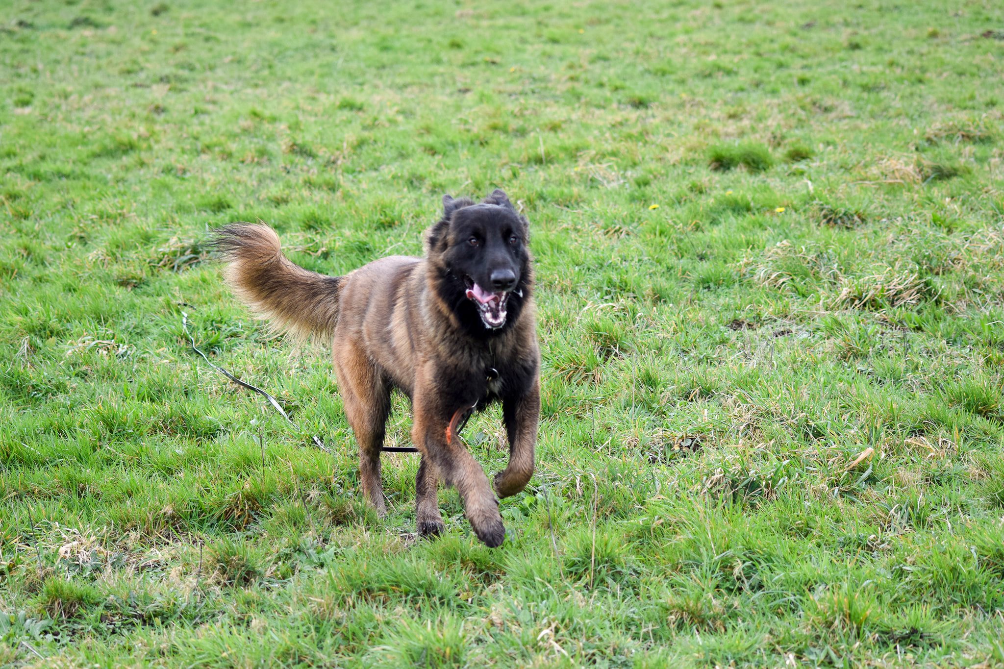 Educateur Canin Ouest 
